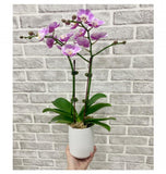 CNY 2024 - Phalaenopsis Orchids Pot Plant