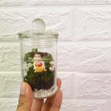 Mini Ornamental Terrarium