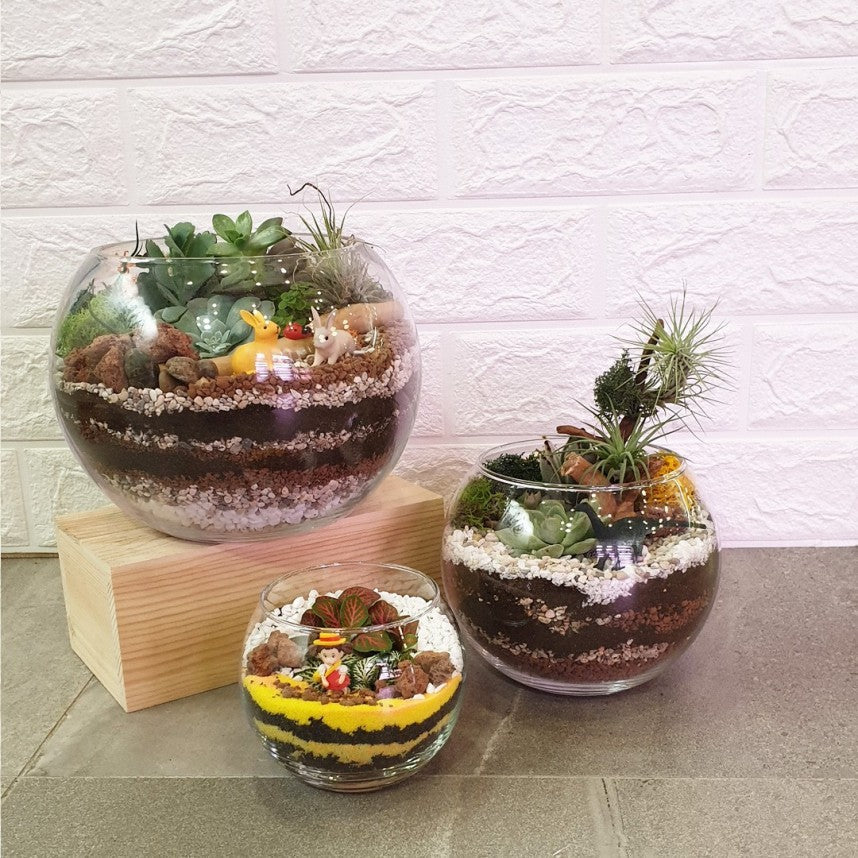 Open Spherical Succulents & Airplants Terrarium