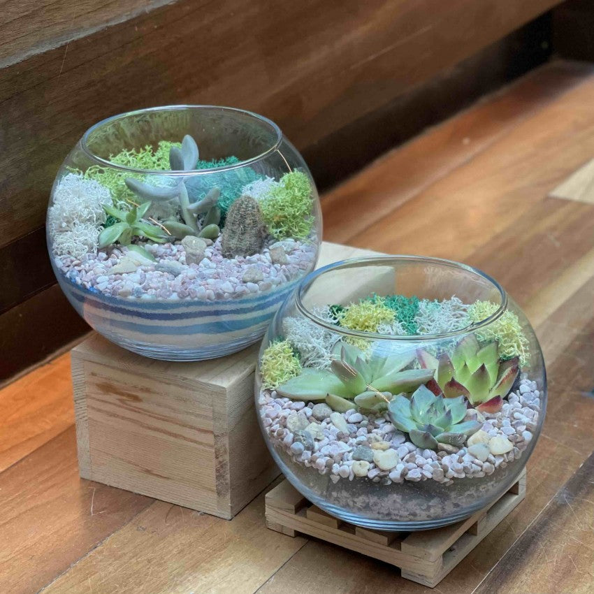 virtual succulent terrarium workshop Open Succulent Terrarium Workshop | Giftr