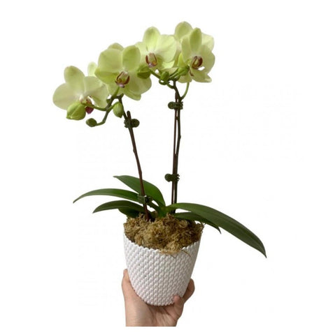 Mid-Autumn Festival 2023 || Phalaenopsis Orchids Pot Plant