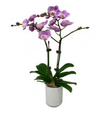CNY 2024 - Phalaenopsis Orchids Pot Plant
