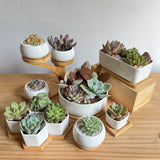 White Ceramic Pots Series